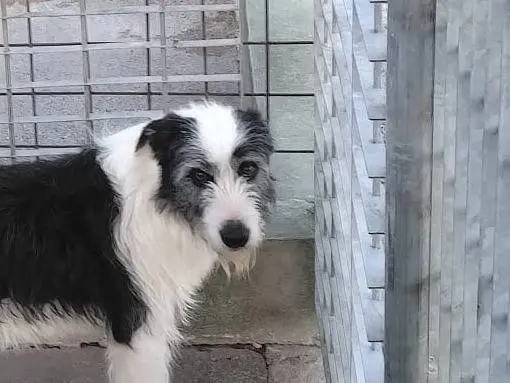 Adotta un cane, maschio, 2 anni e 1 mese, Benevento
