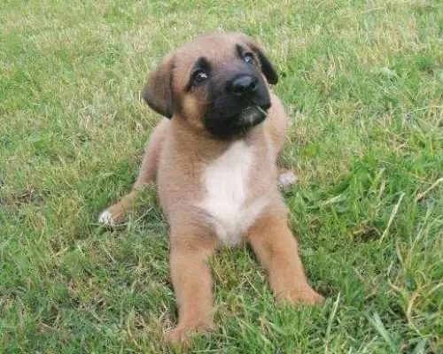 Foto 3 dell'animale
