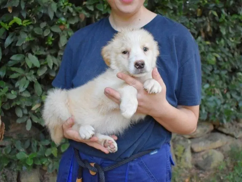Adotta un cane, femmina, 5 mesi, Roma