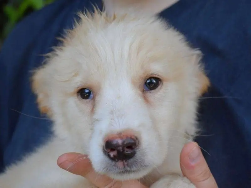 Adozione cane, femmina, Razza sconosciuta Razza sconosciuta, 5 mesi, taglia grande, Roma