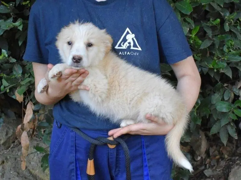 Adotta un cane, taglia grande, femmina, Roma