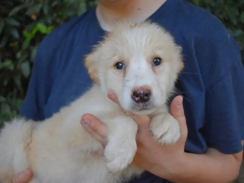 Vuoi adottare un cane a Roma?