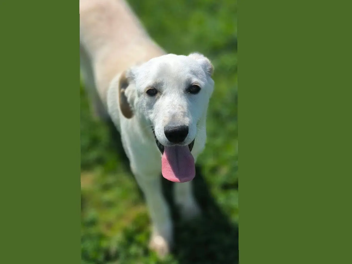 Adotta un cane, femmina, 1 anno e 2 mesi, Cosenza