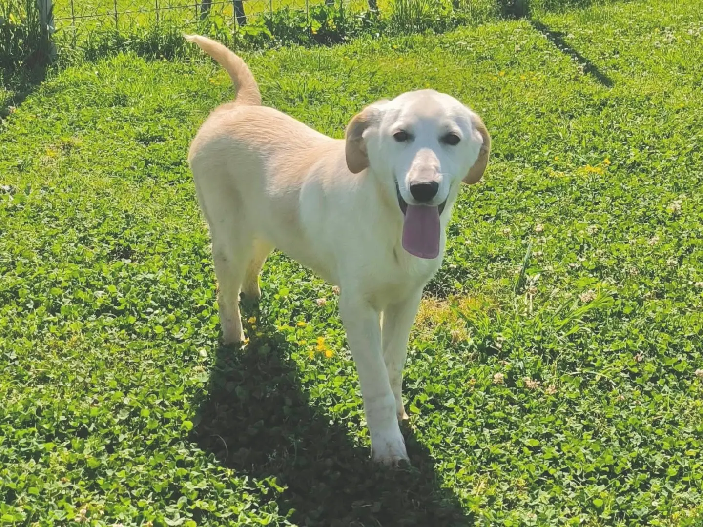 Adozione cane, femmina, Razza sconosciuta Razza sconosciuta, 1 anno e 2 mesi, taglia media, Cosenza