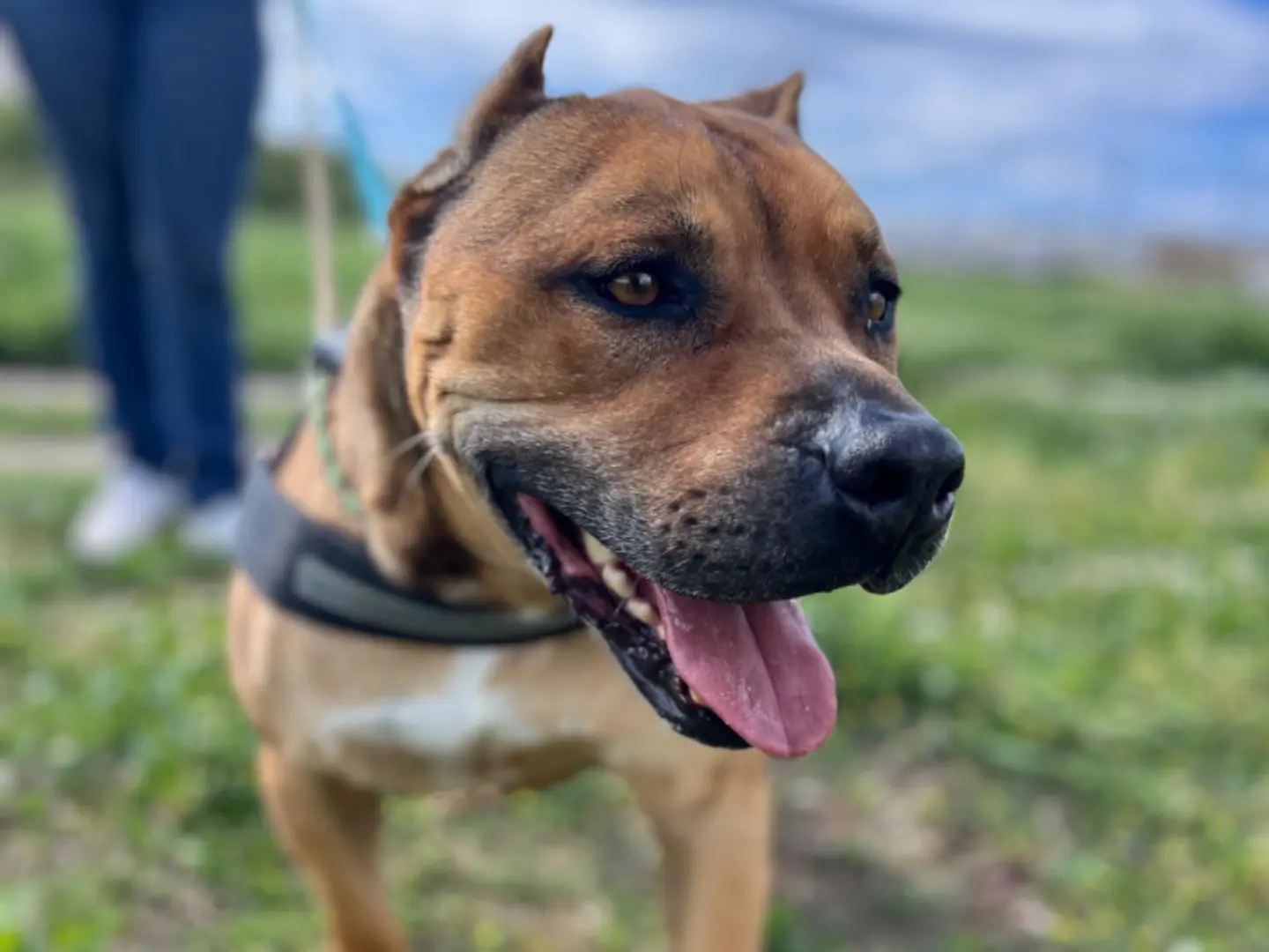Vuoi adottare un cane a Napoli?