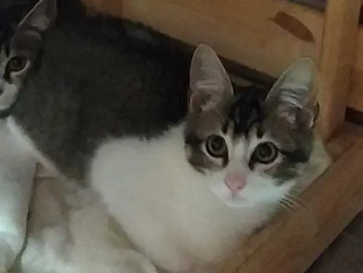 Adozione gatto, maschio, Razza sconosciuta Razza sconosciuta, 2 mesi, taglia non valida, Torino