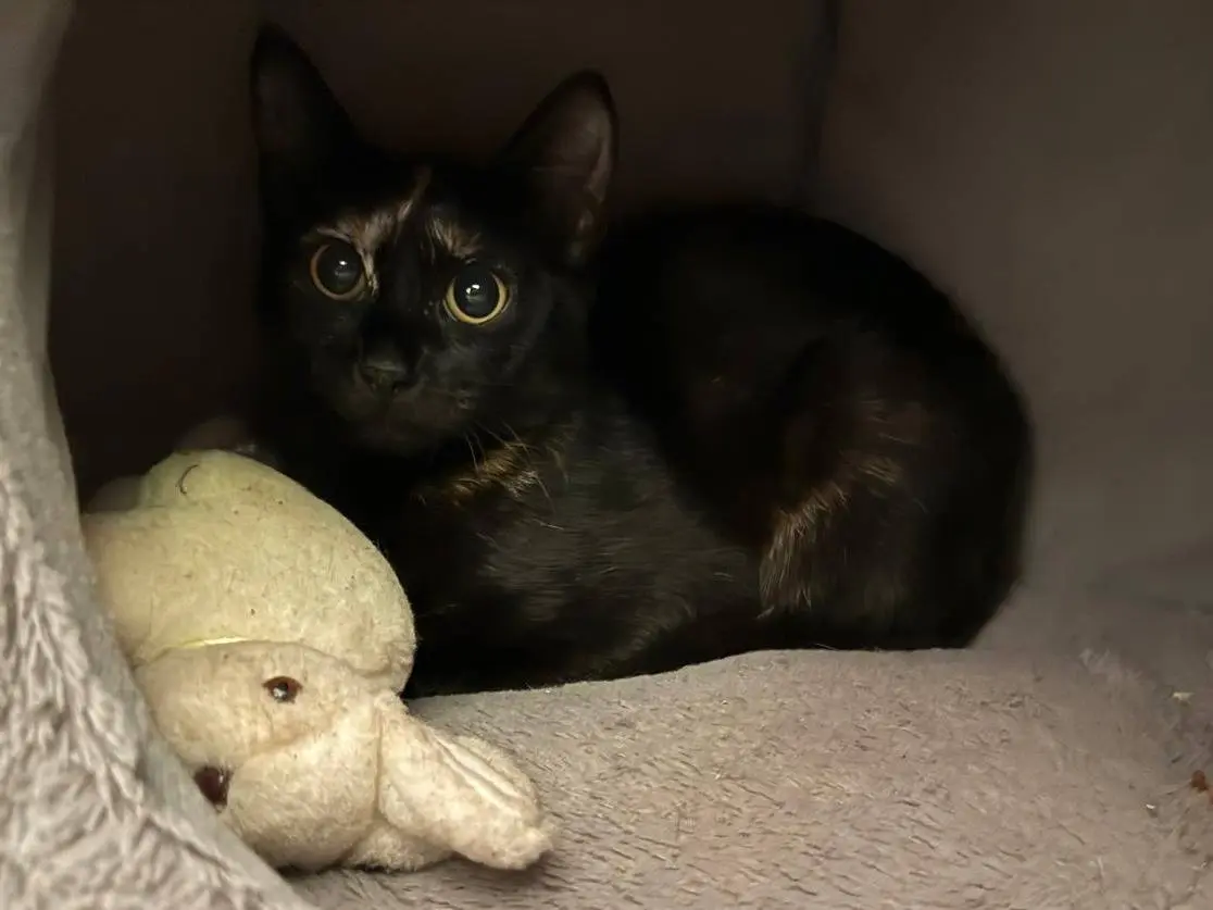 Adozione gatto, femmina, Razza sconosciuta Razza sconosciuta, 1 anno, taglia non valida, Roma