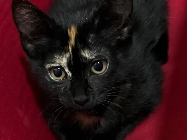 Adotta un gatto, femmina, 1 anno, Roma