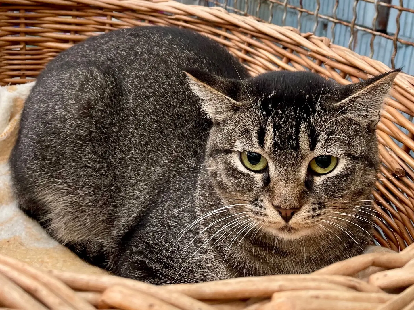 Adotta un gatto, femmina, 1 anno e 9 mesi, Milano