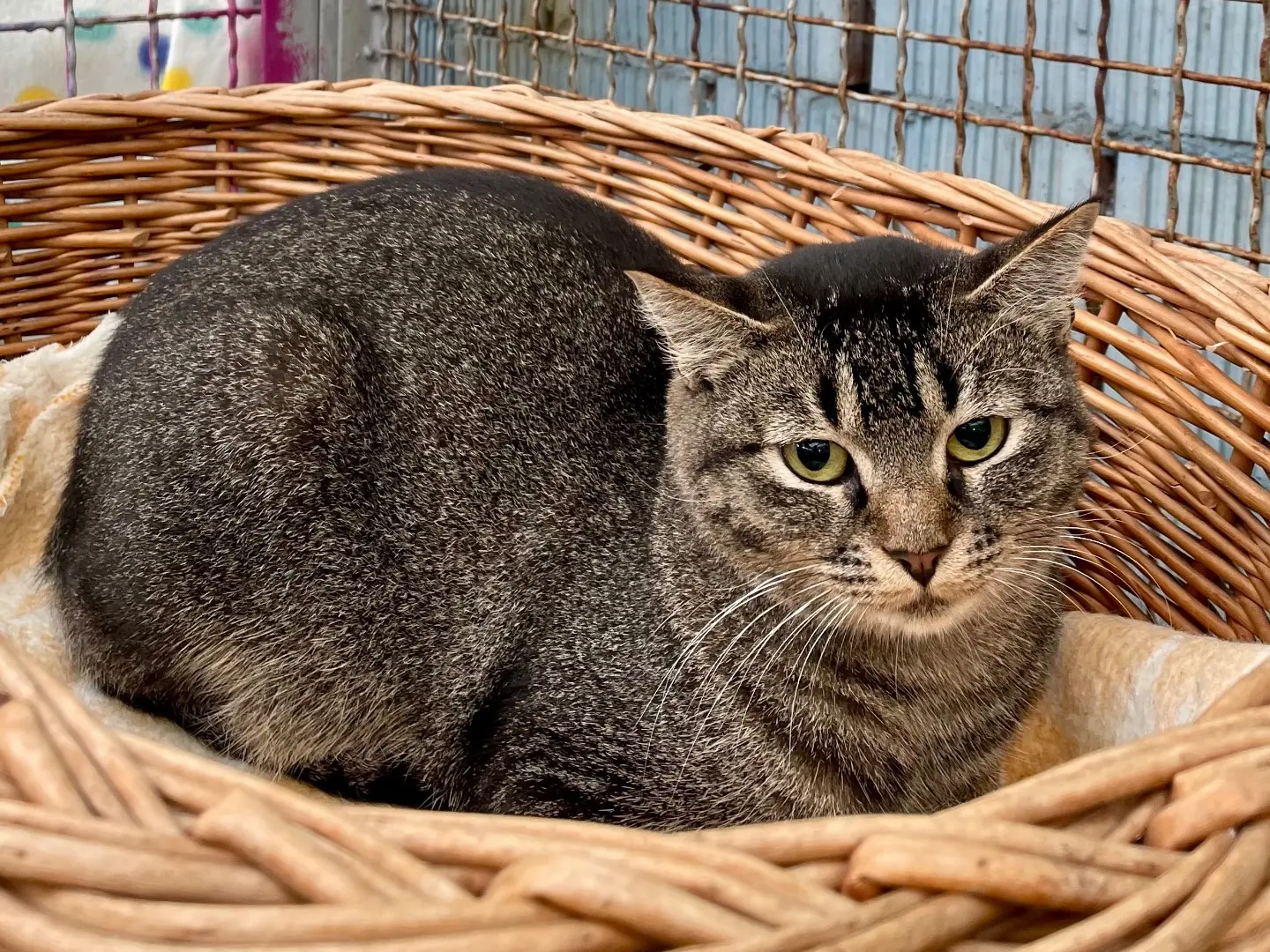 Adozione gatto, femmina, Razza sconosciuta Razza sconosciuta, 1 anno e 9 mesi, taglia non valida, Milano