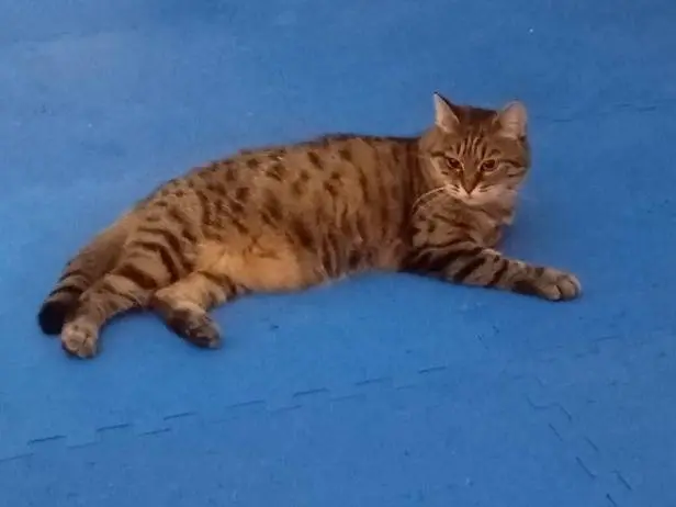 Adozione gatto, femmina, Razza sconosciuta Razza sconosciuta, 3 anni e 2 mesi, taglia non valida, Lecce