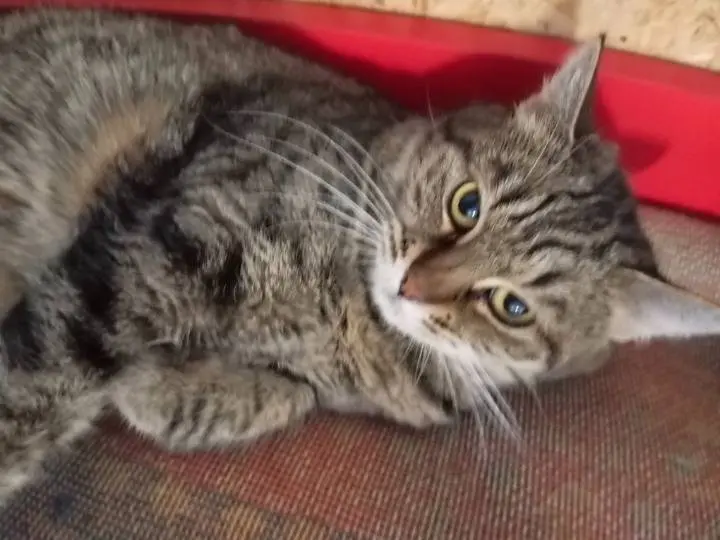 Adotta un gatto, femmina, 3 anni e 2 mesi, Lecce
