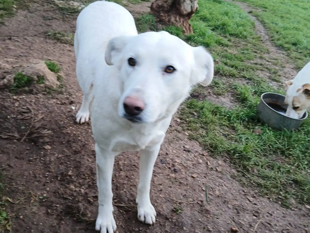 Adotta un cane, femmina, 3 anni e 1 mese, Bari