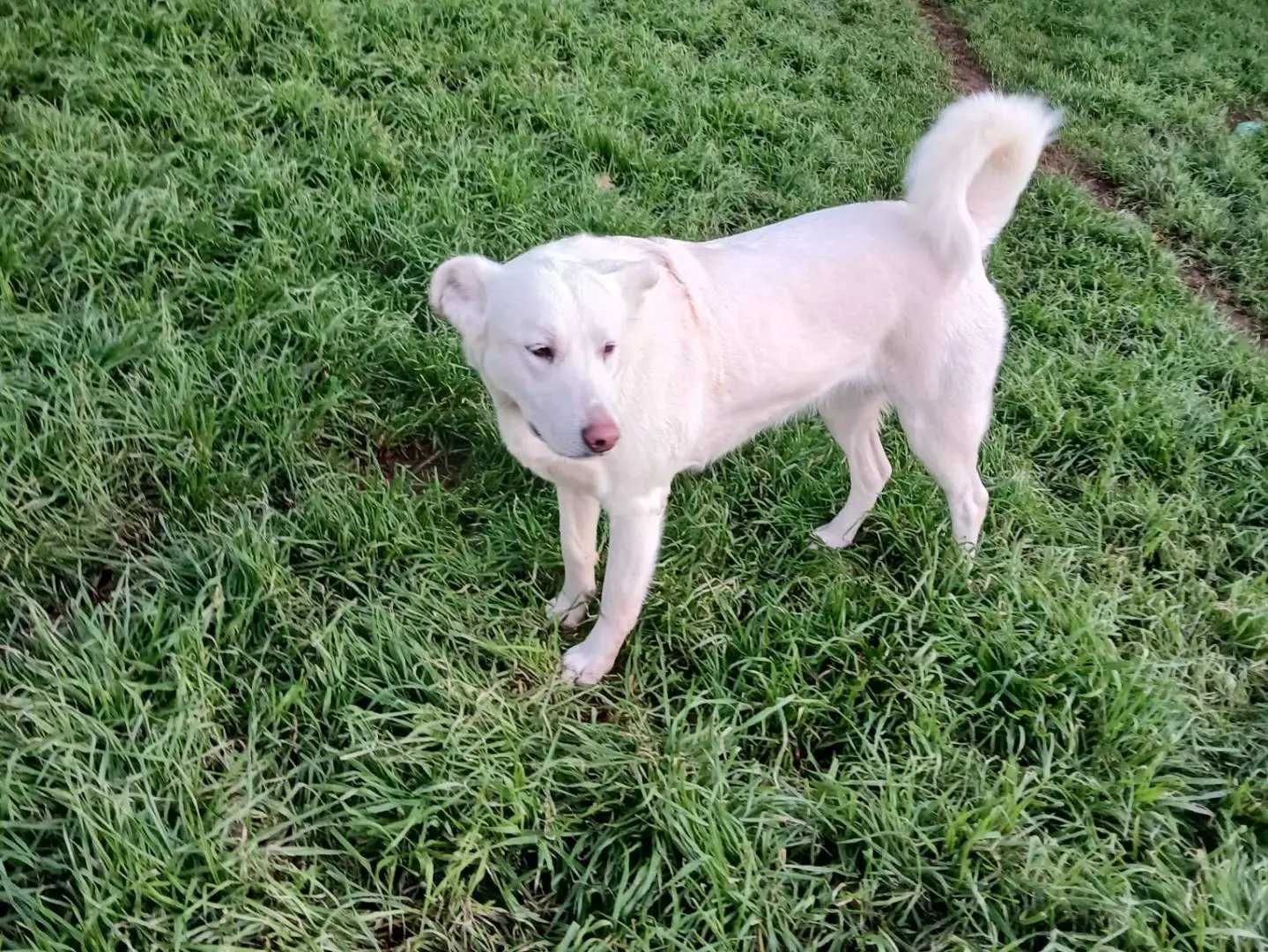Adozione cane, femmina, Razza sconosciuta Razza sconosciuta, 3 anni e 1 mese, taglia grande, Bari