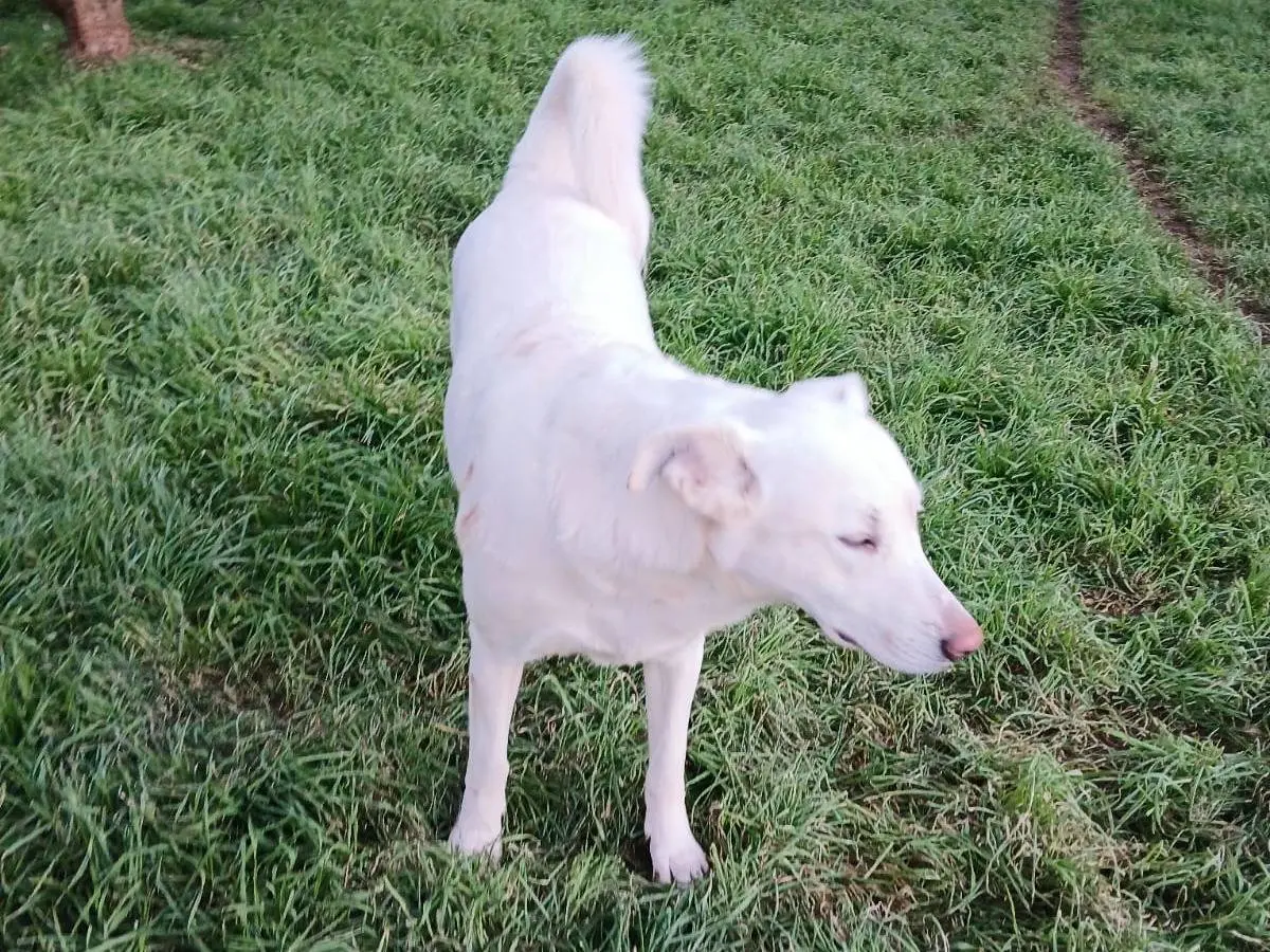 Vuoi adottare un cane a Bari?