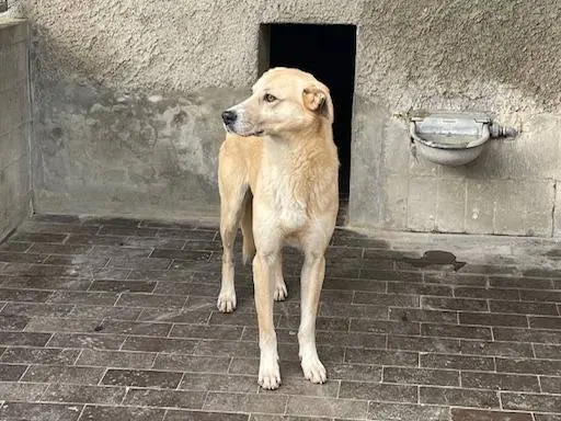 Foto 2 dell'animale