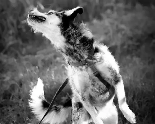 Foto 3 dell'animale