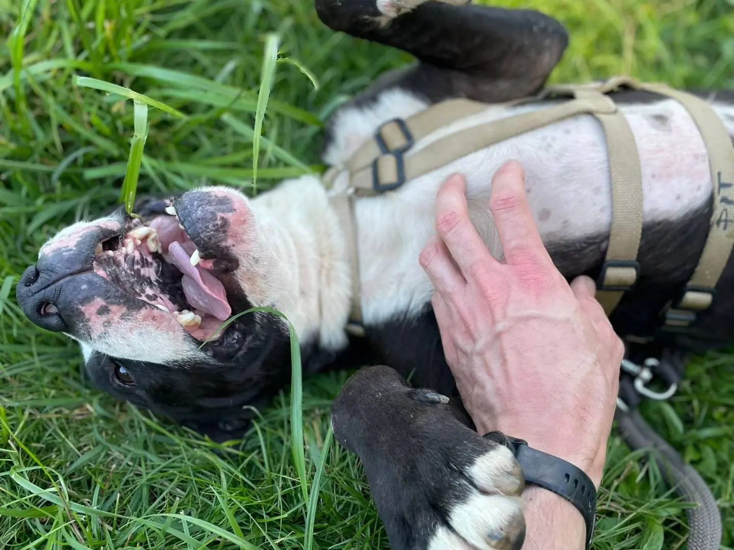 Vuoi adottare un cane a Bergamo?