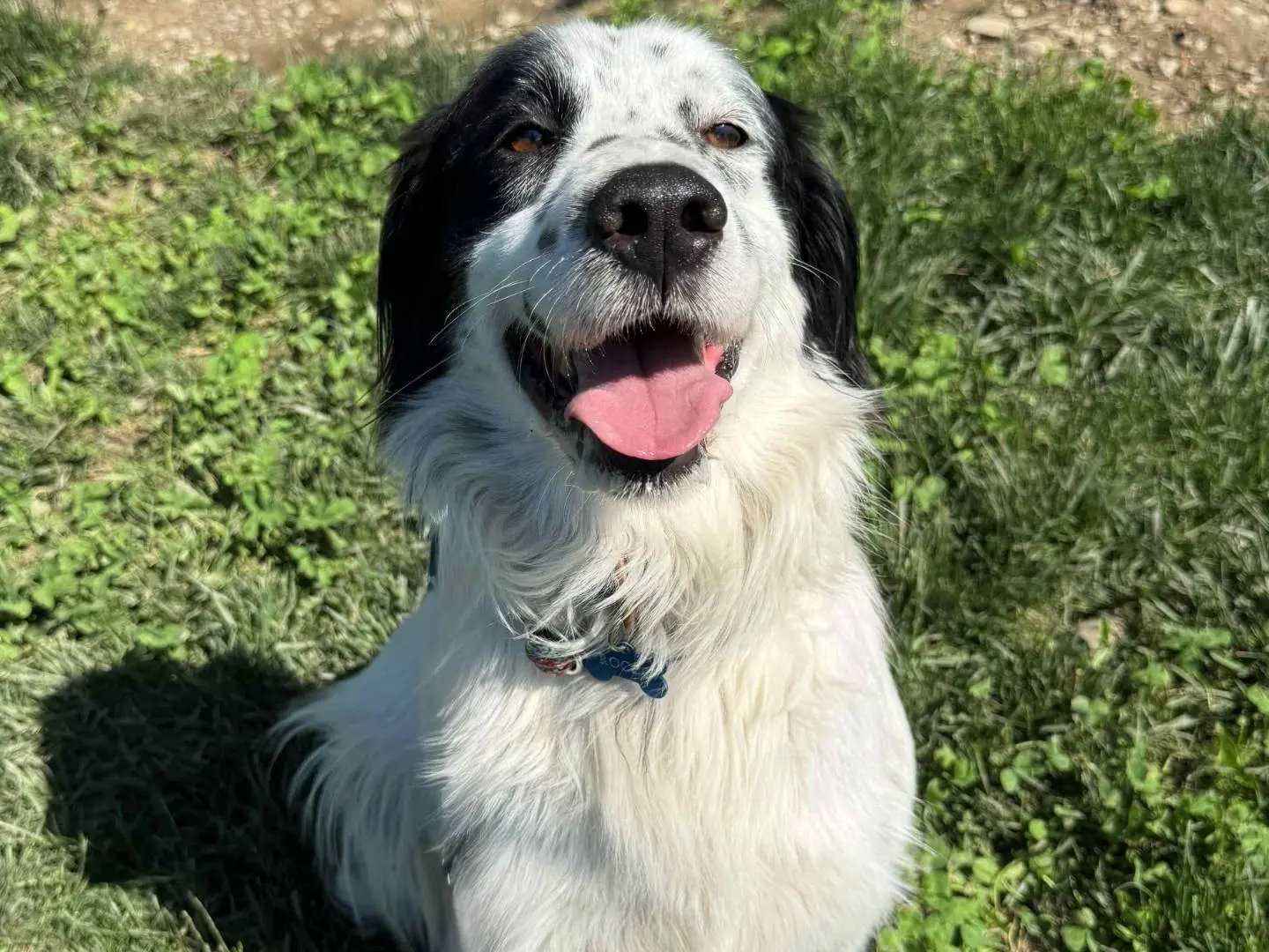 Adozione cane, maschio, Setter Inglese Razza sconosciuta, 4 anni, taglia media, Milano