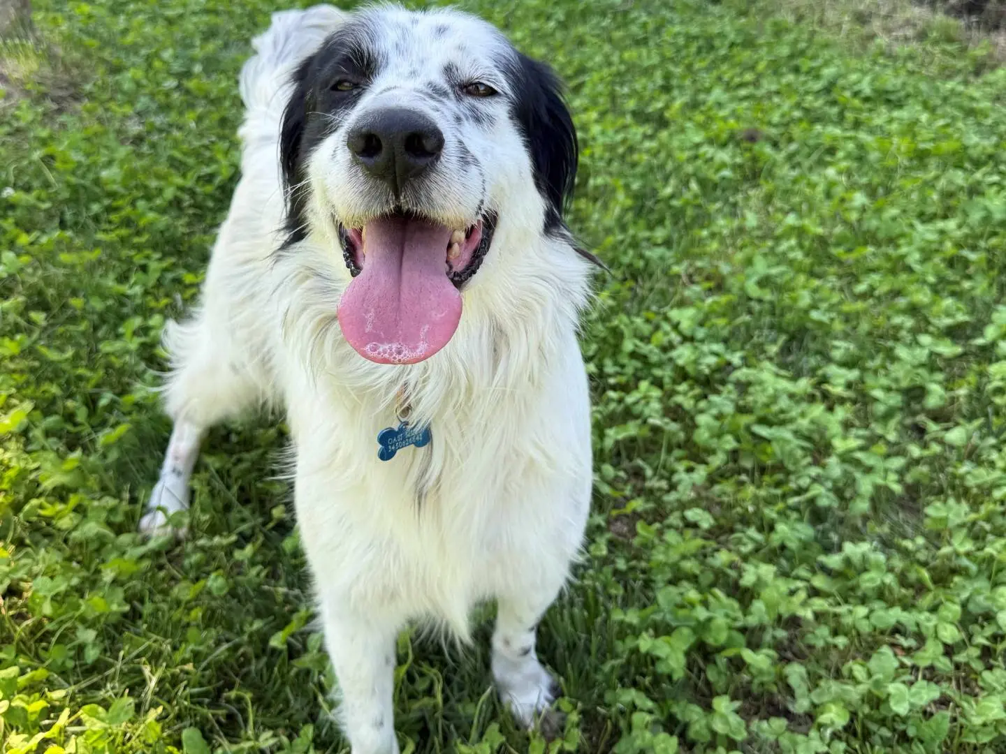 Adotta un cane, taglia media, maschio, Milano