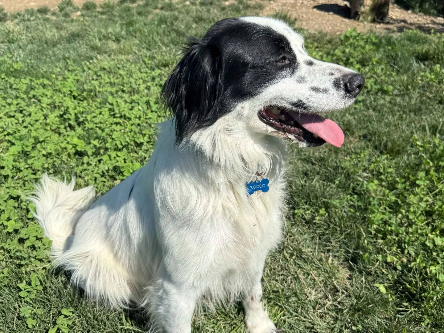 Adotta un cane, maschio, 4 anni, Milano