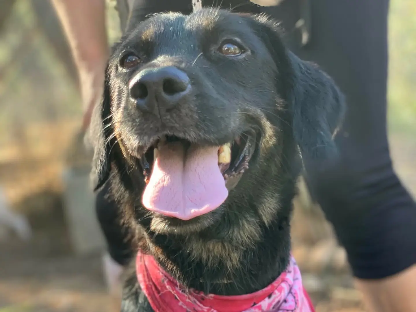 Adozione cane, femmina, Razza sconosciuta Razza sconosciuta, 3 anni e 5 mesi, taglia media, Latina