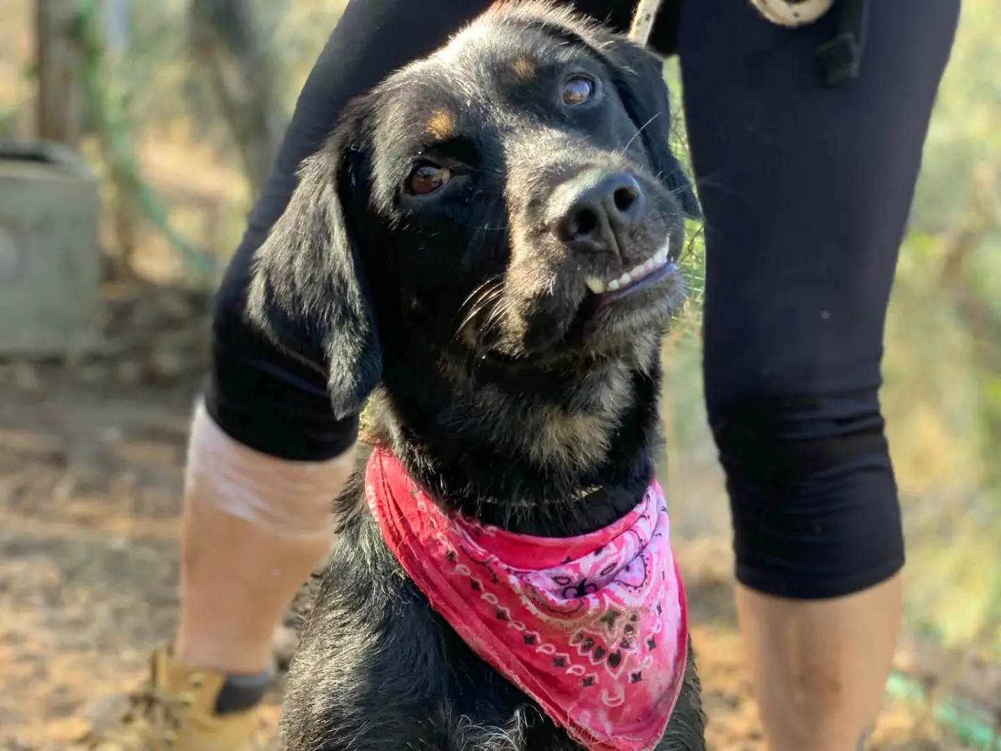 Adotta un cane, femmina, 3 anni e 5 mesi, Latina