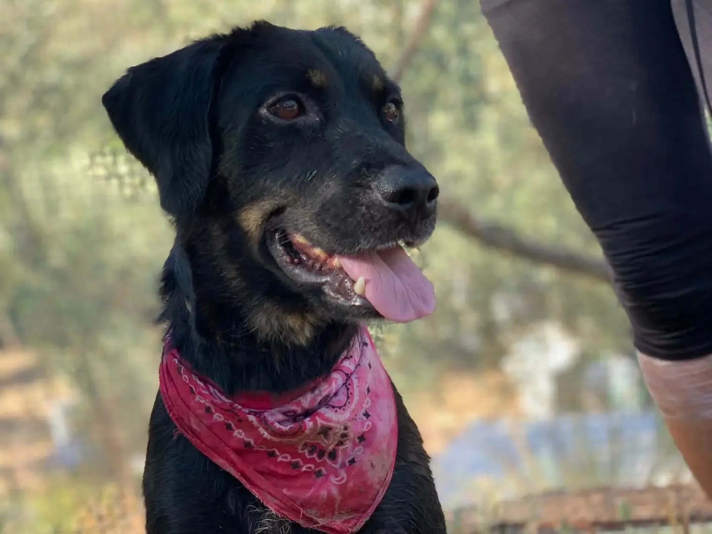Adotta un cane, taglia media, femmina, Latina
