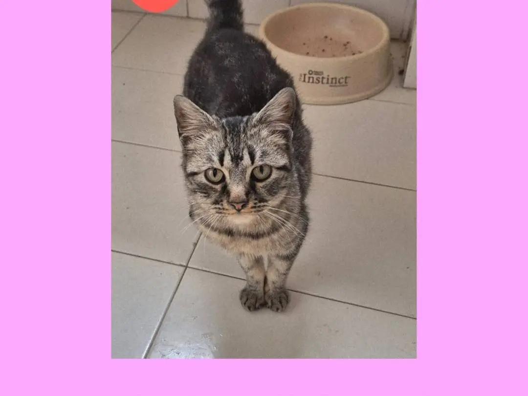 Adozione gatto, femmina, Razza sconosciuta Razza sconosciuta, 10 mesi, taglia non valida, Potenza