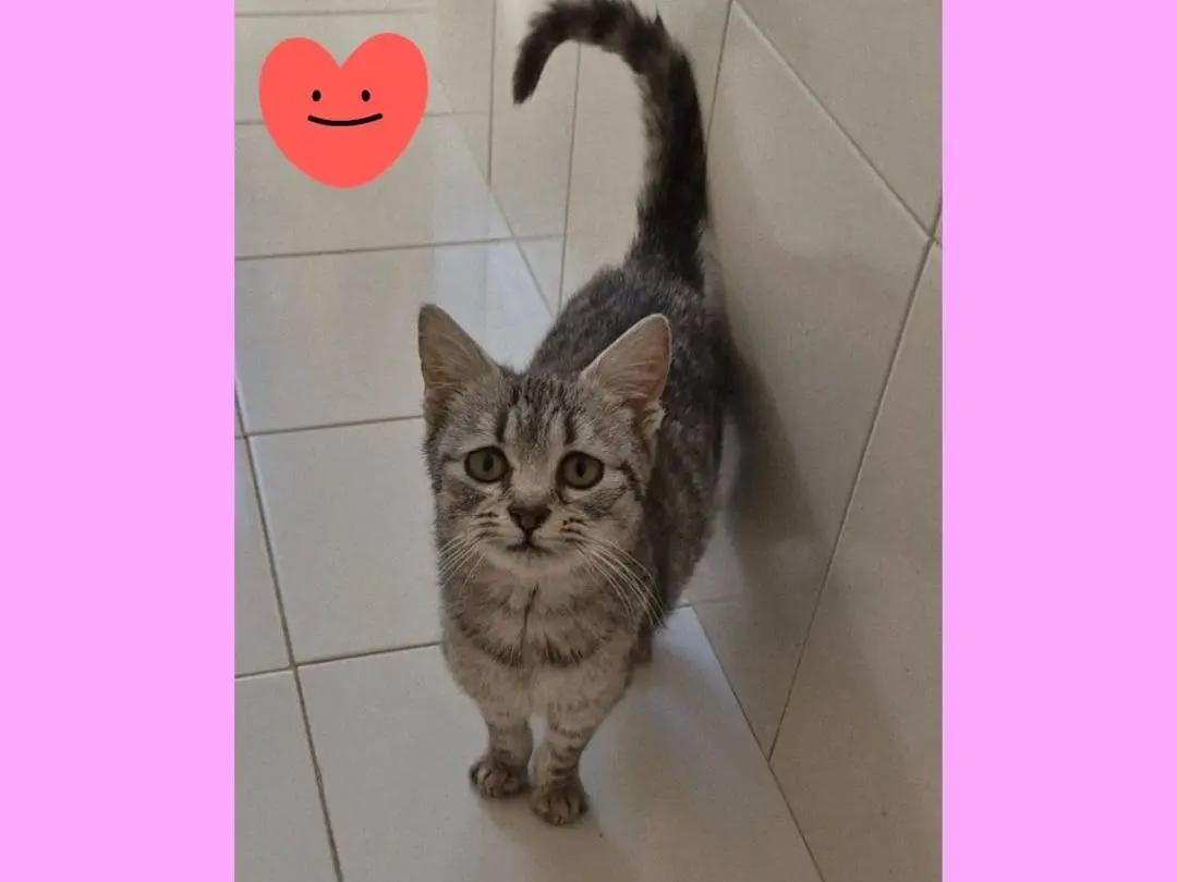 Adotta un gatto, femmina, 10 mesi, Potenza