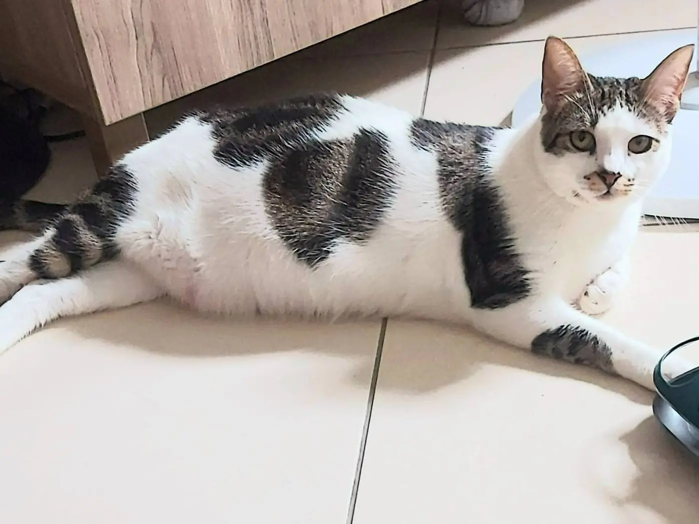 Adozione gatto, femmina, Razza sconosciuta Razza sconosciuta, 2 anni e 4 mesi, taglia non valida, Milano