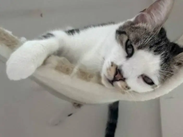 Adotta un gatto, taglia non valida, femmina, Milano
