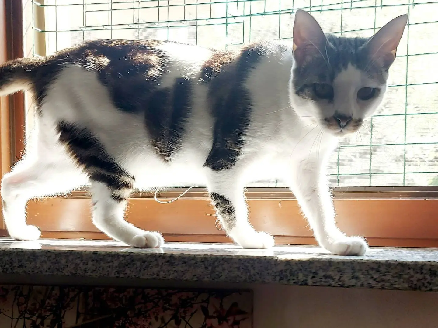 Vuoi adottare un gatto a Milano?