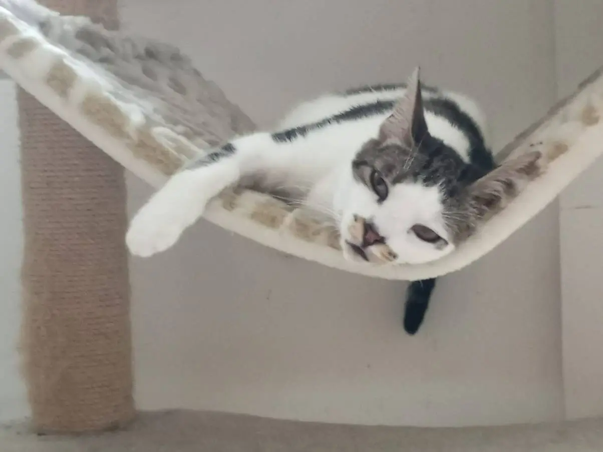 Adotta un gatto, femmina, 2 anni e 4 mesi, Milano