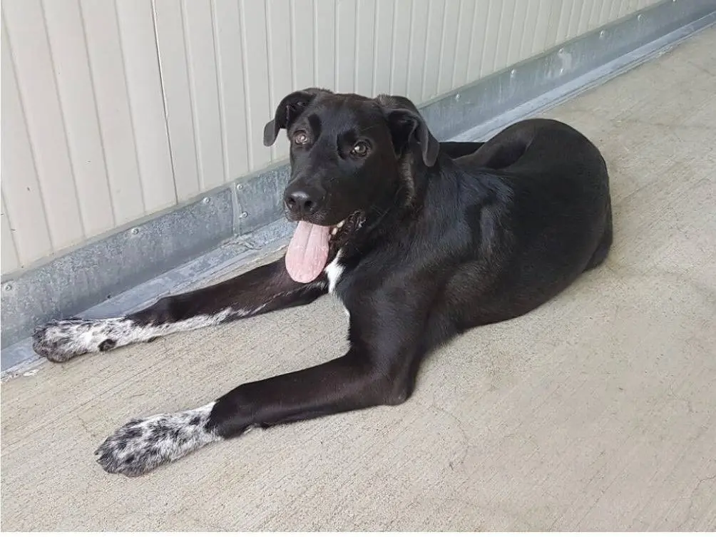 Adotta un cane, maschio, 5 anni e 4 mesi, Lodi