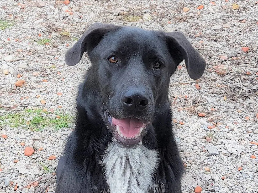 Adozione cane, maschio, Razza sconosciuta Razza sconosciuta, 5 anni e 4 mesi, taglia gigante, Lodi