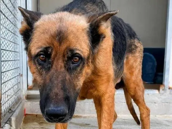 Adozione cane, maschio, Pastore tedesco Razza sconosciuta, 7 anni e 3 mesi, taglia grande, Cremona