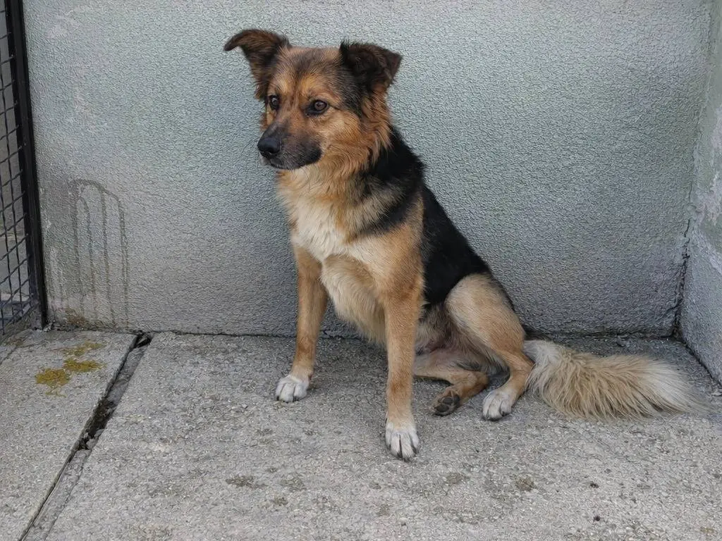Adotta un cane, taglia media, maschio, Avellino