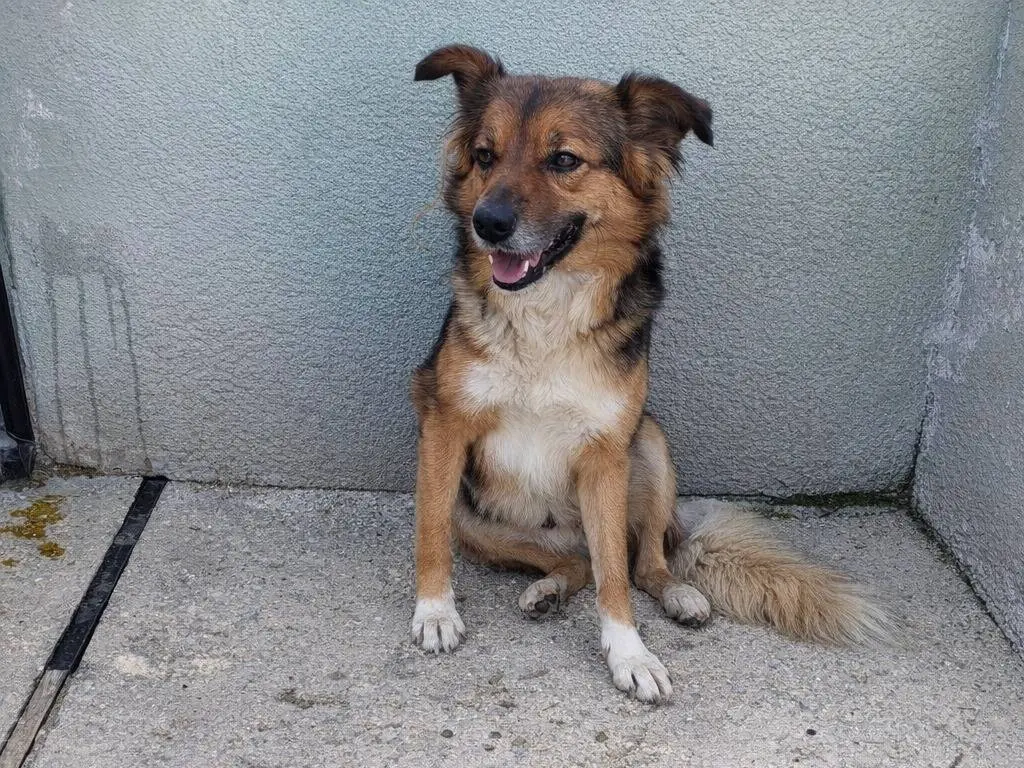 Adotta un cane, maschio, 3 anni e 1 mese, Avellino