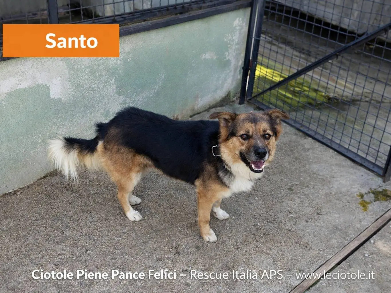 Adozione cane, maschio, Razza sconosciuta Razza sconosciuta, 3 anni e 1 mese, taglia media, Avellino