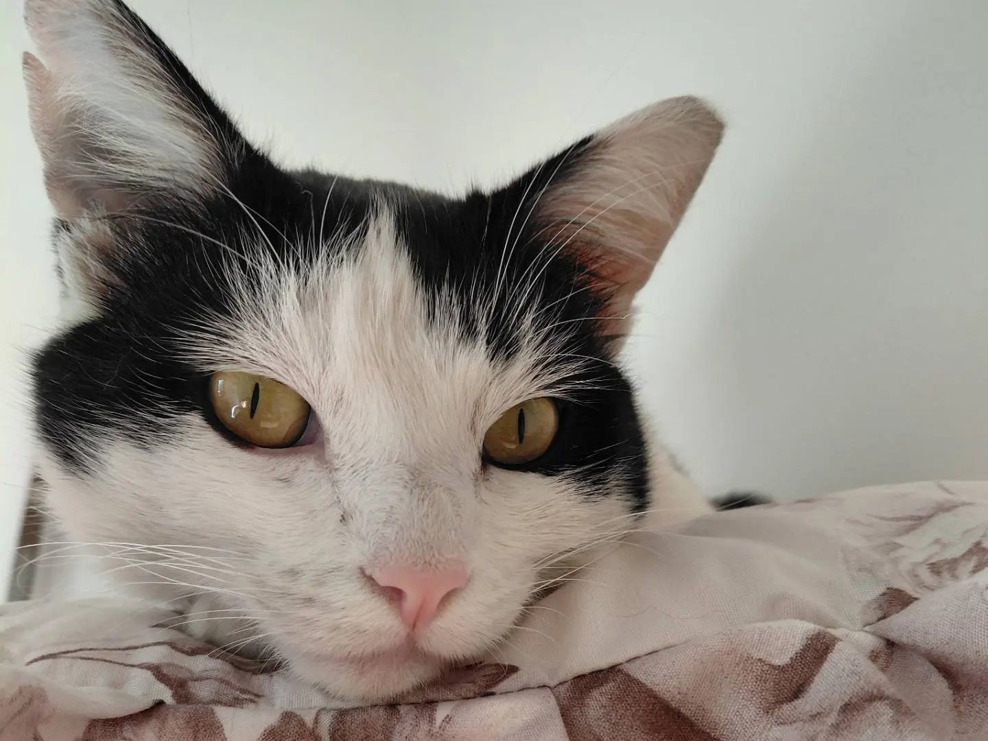 Adotta un gatto, maschio, 4 anni e 3 mesi, Brescia