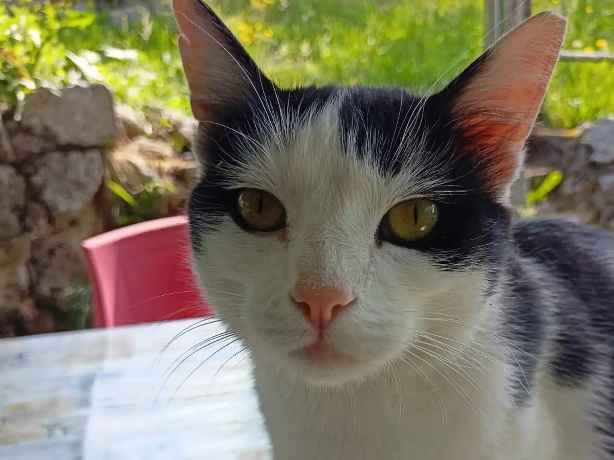 Adozione gatto, maschio, Razza sconosciuta Razza sconosciuta, 4 anni e 3 mesi, taglia non valida, Brescia