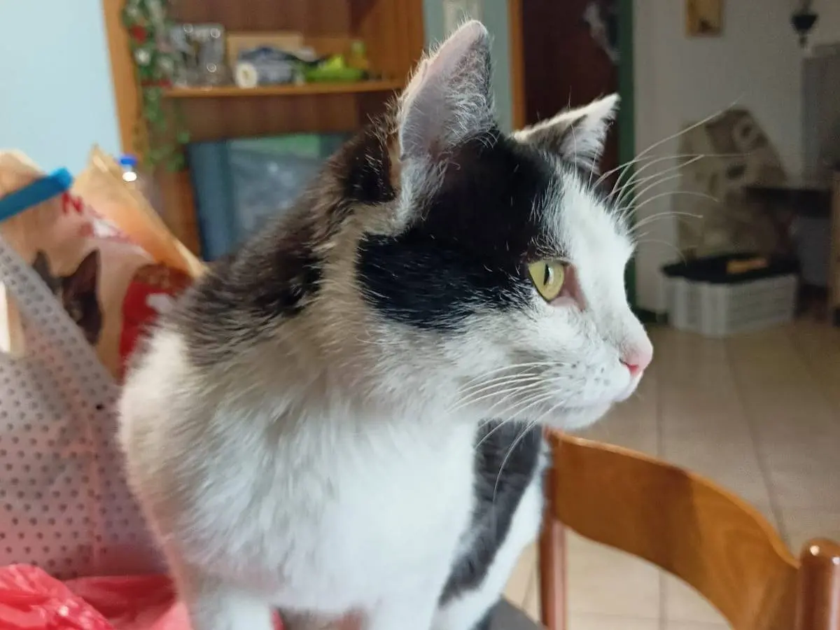 Vuoi adottare un gatto a Brescia?