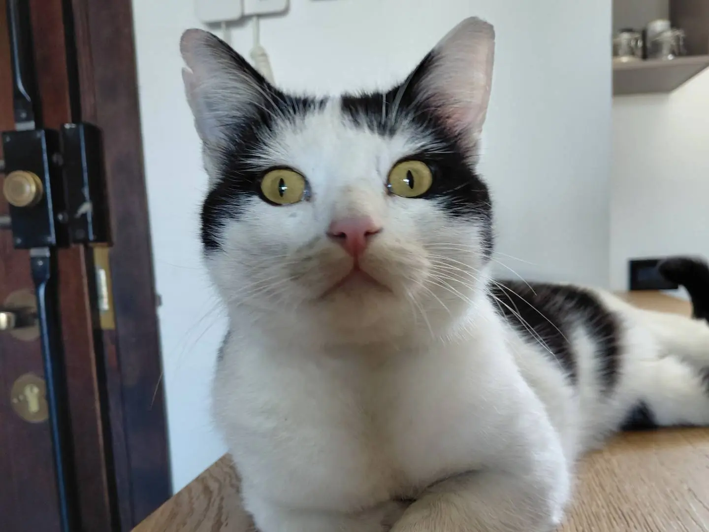 Adotta il gatto Snui a Brescia
