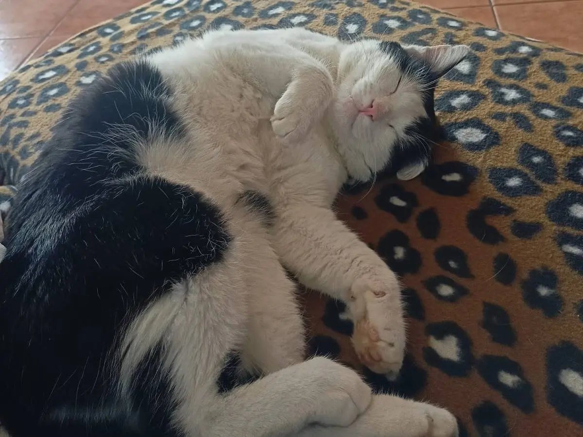 Adotta un gatto, taglia non valida, maschio, Brescia