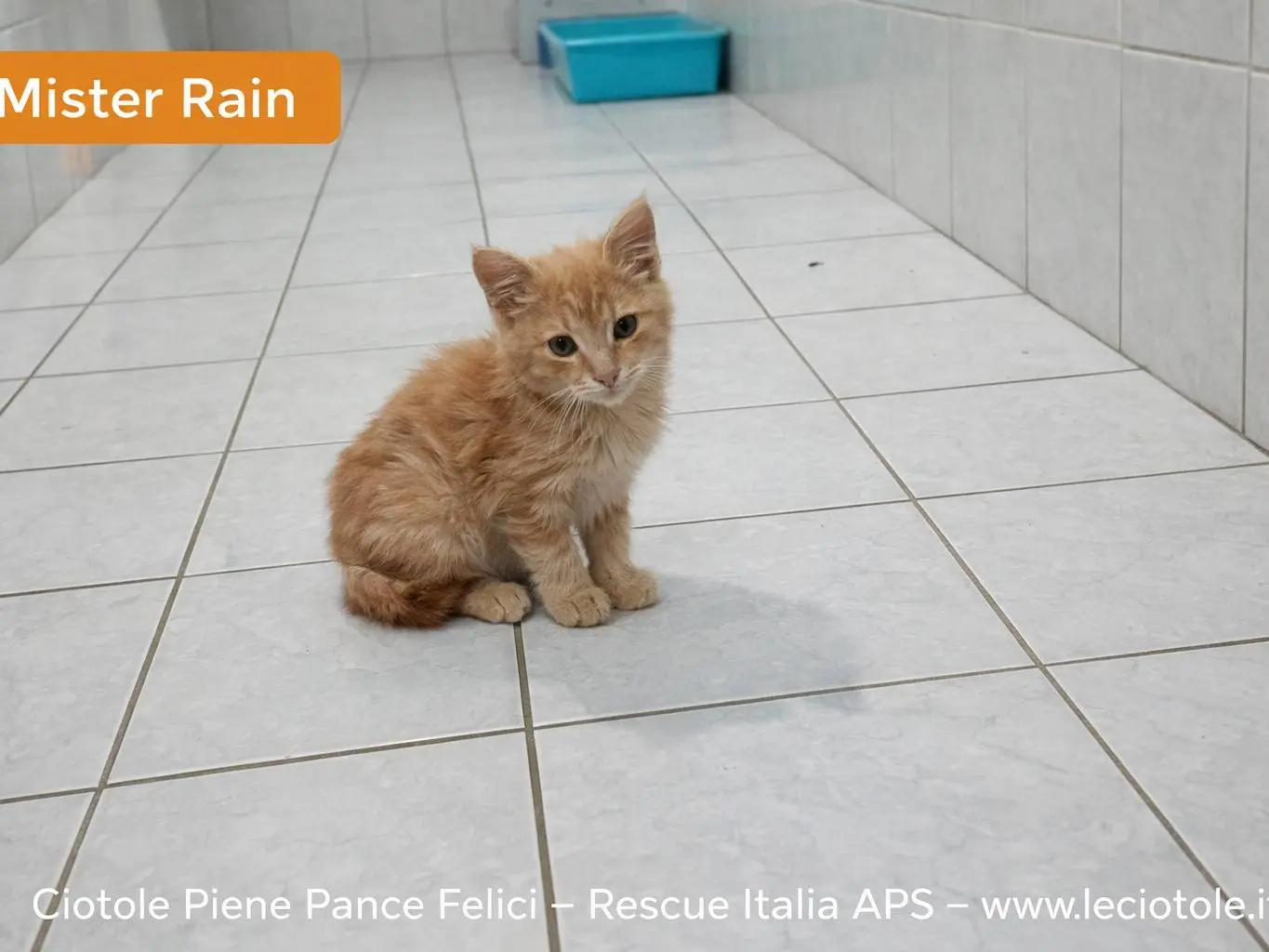 Adozione gatto, maschio, Razza sconosciuta Razza sconosciuta, 1 mese, taglia non valida, Avellino