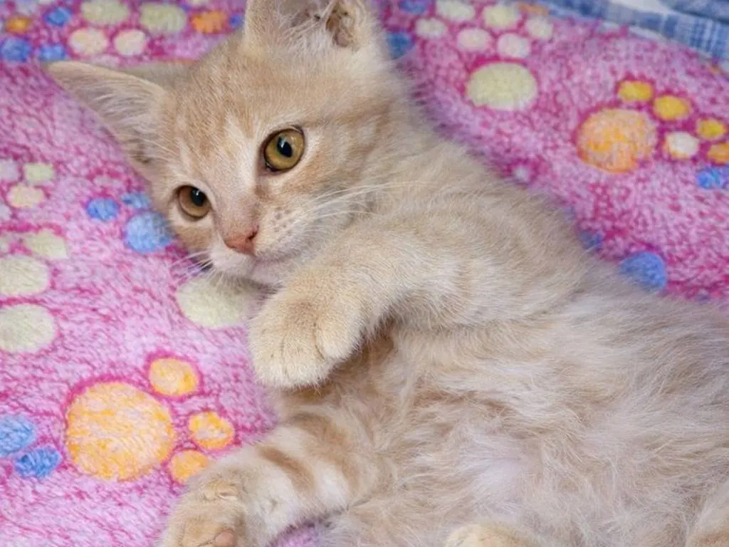 Adotta un gatto, taglia non valida, maschio, Avellino
