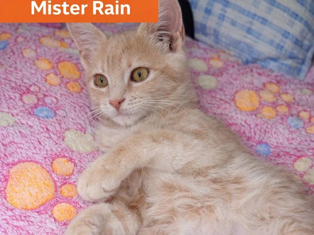 Adotta un gatto, maschio, 1 mese, Avellino
