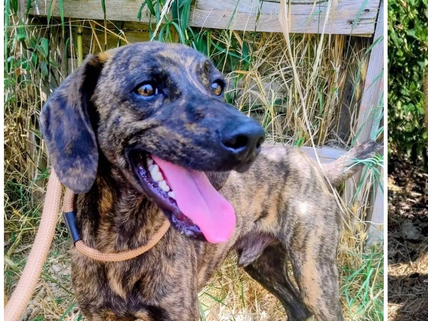 Adozione cane, maschio, Razza sconosciuta Razza sconosciuta, 1 anno e 2 mesi, taglia media contenuta, Varese