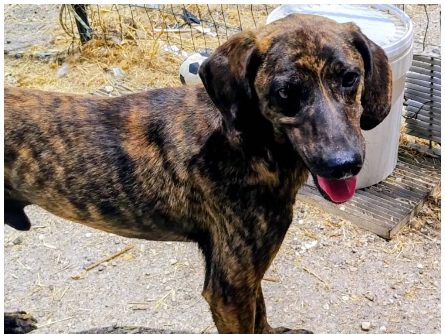Adotta un cane, maschio, 1 anno e 2 mesi, Varese